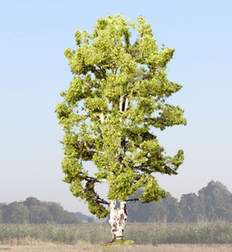Noch H0 21641 Grote Berken boom